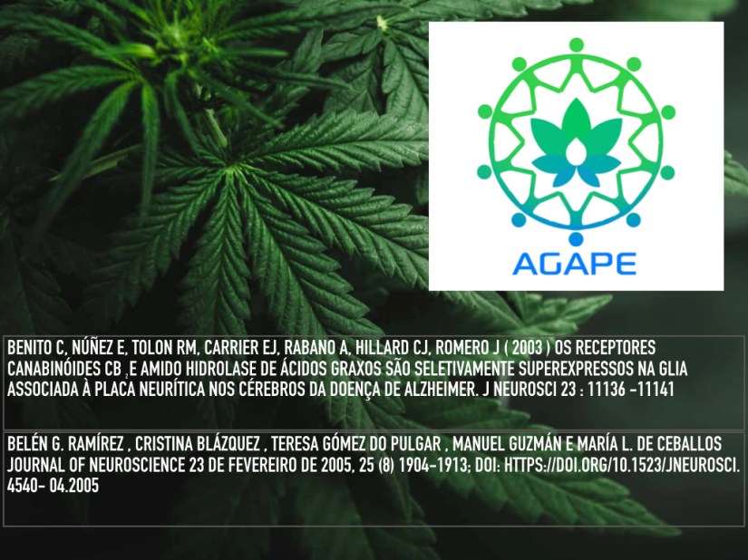 prevencao alzheimer.008