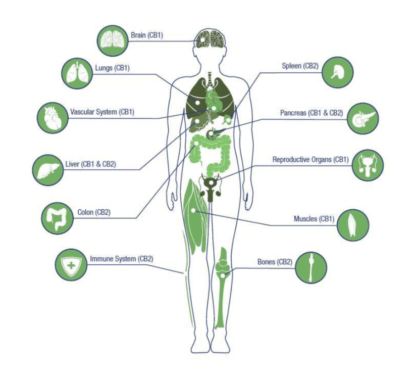 Captura de Tela 2020-08-24 às 09.06.32.png